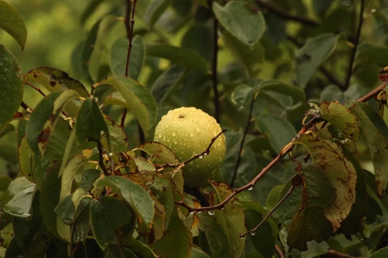 فاكهة الجوافة