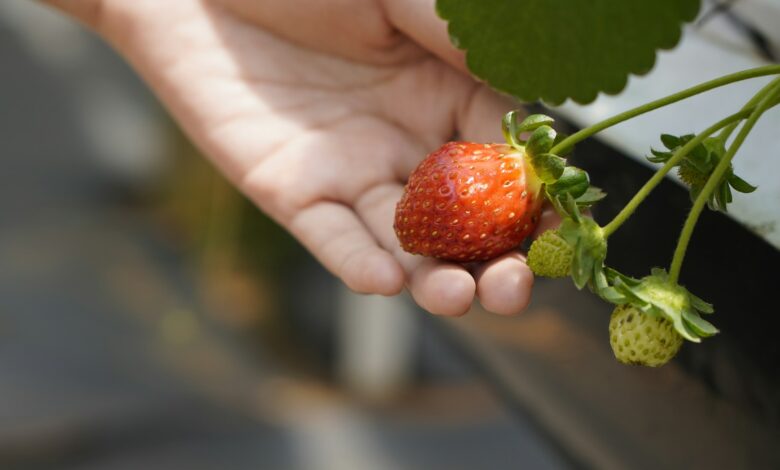 selective focus photography of red strawberry