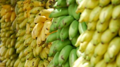 closeup photo of bunch of bananas