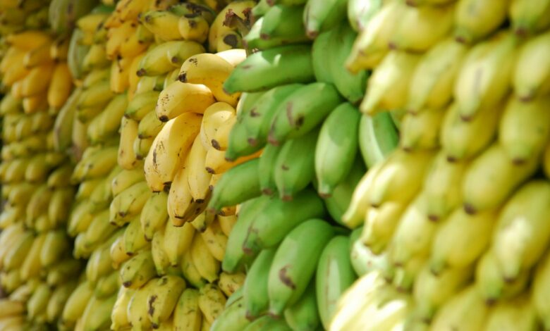 closeup photo of bunch of bananas