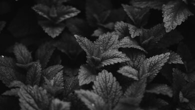 grayscale photo of leaves in close up photography