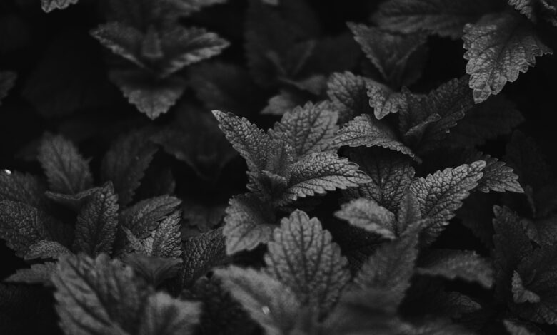 grayscale photo of leaves in close up photography